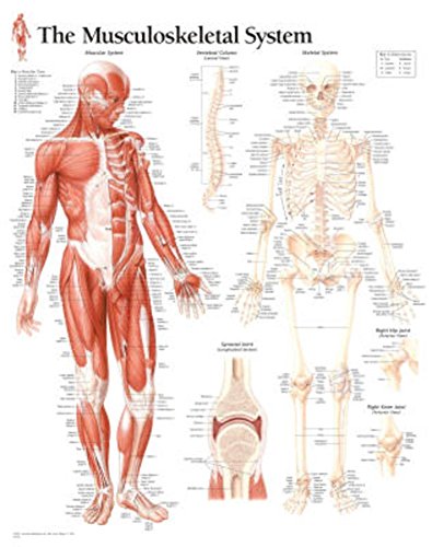 Musculoskeletal System chart: Wall Chart