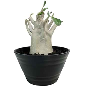 m*a様 アデニウム（Bラベル）　大株　塊根植物　砂漠のバラ　多肉植物 m*a様 アデニウム（Bラベル） 大株 塊根植物 砂漠のバラ 多肉