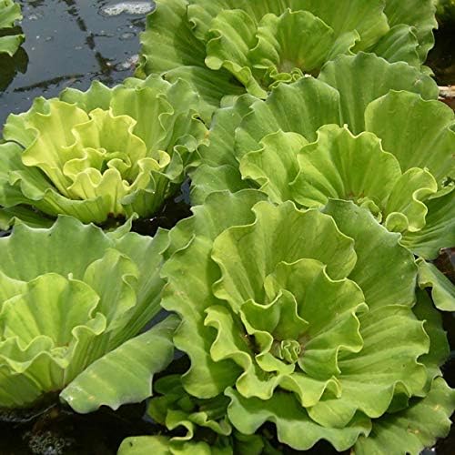 5 Large Water Lettuce - Live Floating Plant for Your Aquarium or Pond by Aquatic Discounts