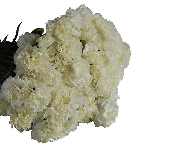 KaBloom - 50 White Carnation - Fresh Flowers for Birthday, Valentine's & Mother's Day