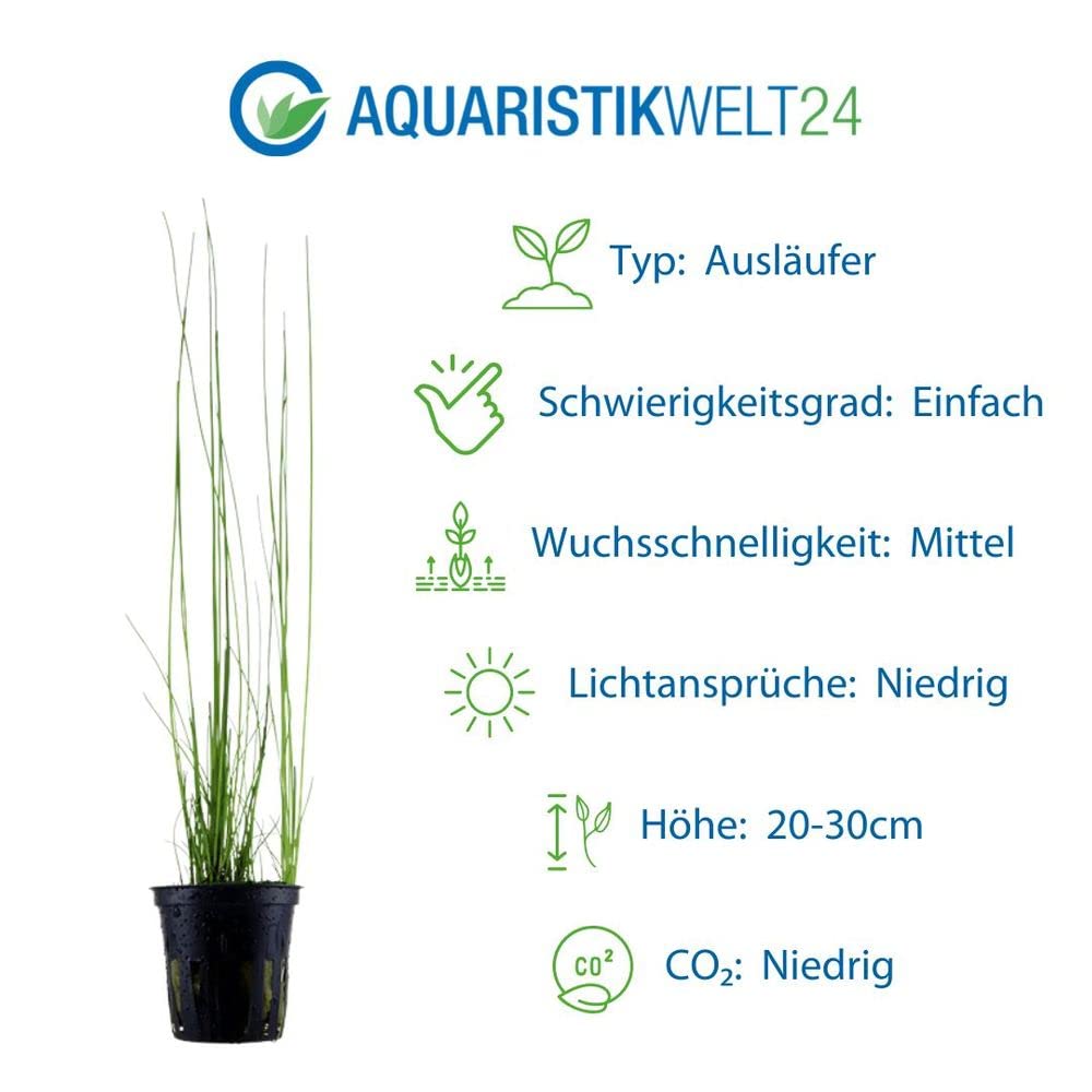 AquaOne Juego de 5 plantas acuáticas, hierba, plantas de acuario, con