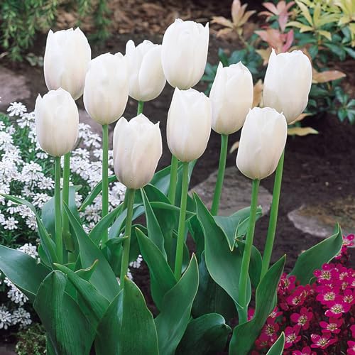 Live Green Tulip Flower Bulbs For Garden (White Marvel 1pc) (B0CLDWTBZ2) Amazon Price History, Amazon Price Tracker