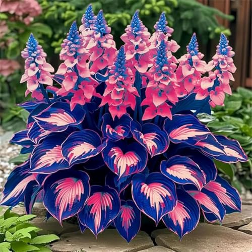 Stark duftende Ideale Garten Winterharte mehrjährige Seltene Überraschend wachsend Beharrliche VitalitäT GemüTliche Gartenoase -4Hosta -D