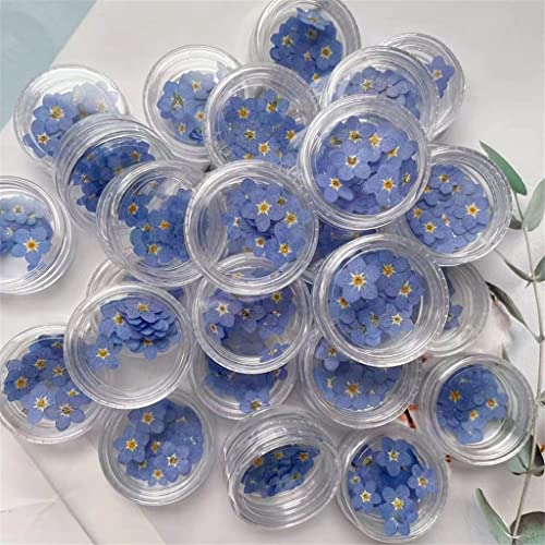100 piezas flores mini secas prensadas azul para arte DIY miniatura 4