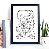 Din A4 Art Print Without Frame Anatomy Digestive Organs Intestine Liver Stomach Torso Medicine Doctor Print Poster Image