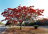 Brighter Blooms - Royal Poinciana Tree, 3-4 ft. - No Shipping to AK, AZ, HI