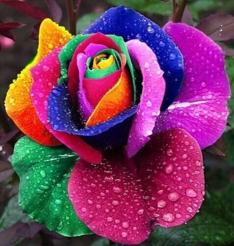 Buy4seeds 100 Rainbow Rose Seeds Easy for Grow Garden