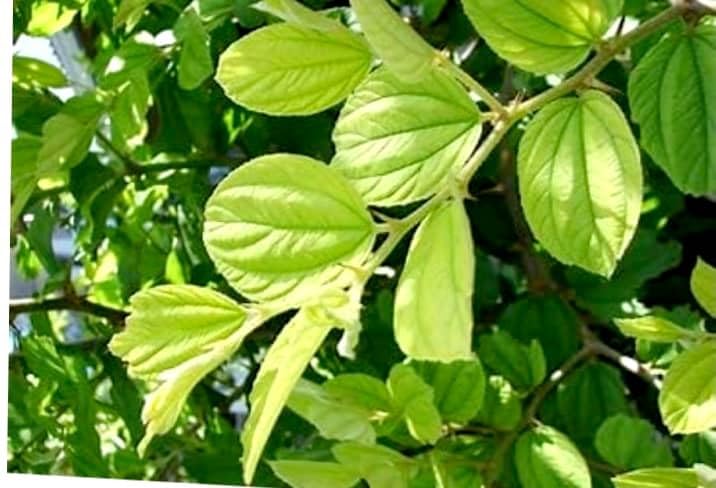 SUPER SHOP BER Leaves Green Natural Plum Leaf Desi Ber(51Leaves Set)-image-15