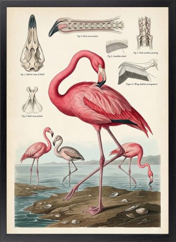 Fine Artic Tableau Flamant Anatomie - Poster Style Vintage avec cadre - Tableaux Décoration Zoologie - Affiche Animaux Exotiques