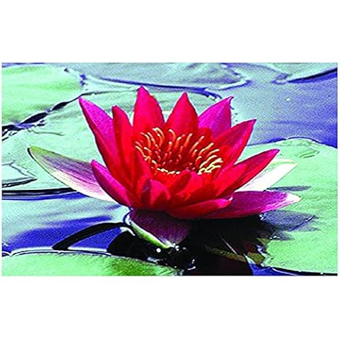 Lincolnshire Pond Plants Red Water Lily Cover