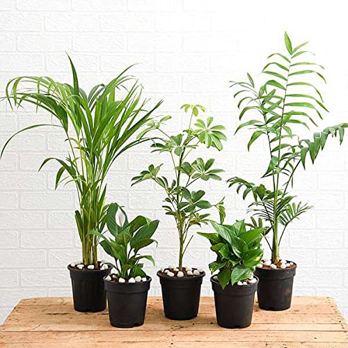 Top 5 Indoor Garden Plants to Remove Air Toxins (B0BBGYKVQQ) Amazon Price History, Amazon Price Tracker