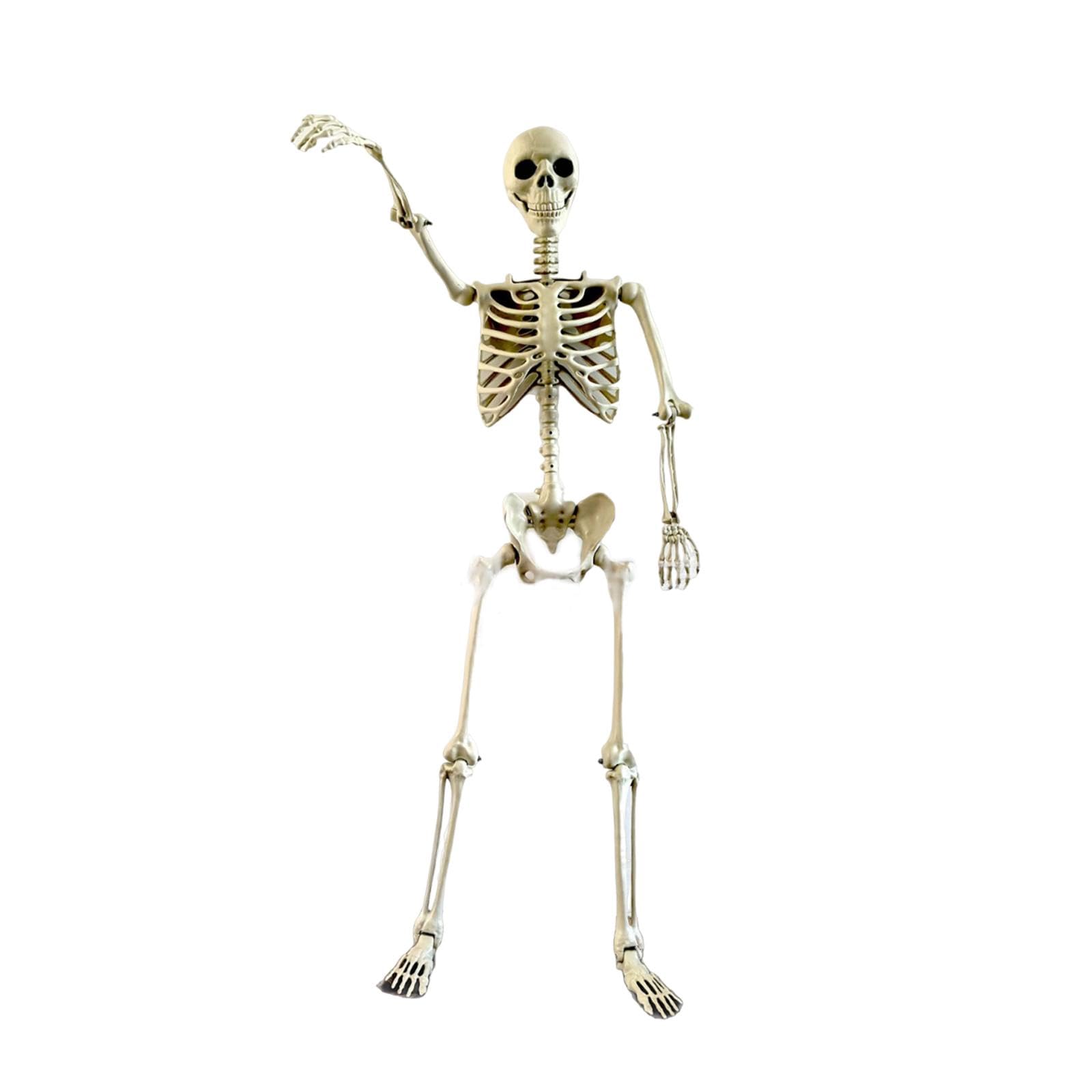 Decorazione Scheletro di Halloween, Ornamento Decorativo Flessibile con Giunti Mobili per Progetti Scolastici, Feste a Tema E FESTIVITÀ, 170 Cm