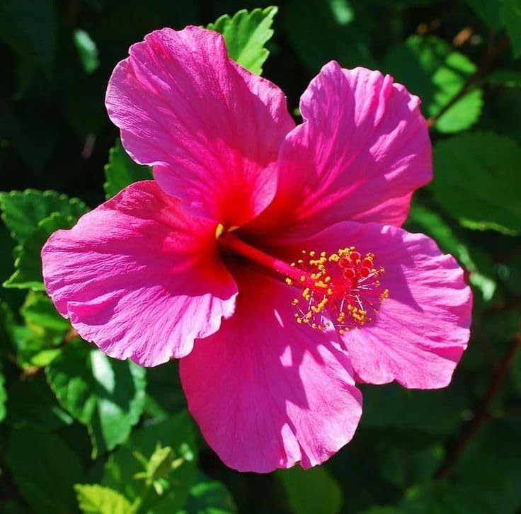 KHUSI PROVA Plant Hibiscus, Gudhal Flower (Pink) - Plant China rose Hawaiian hibiscus rose mallow