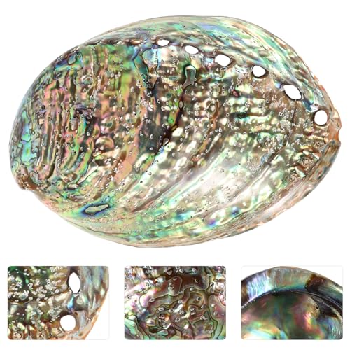 Abalone-Muschel Besportble 10-12 cm große Abalone-Schale