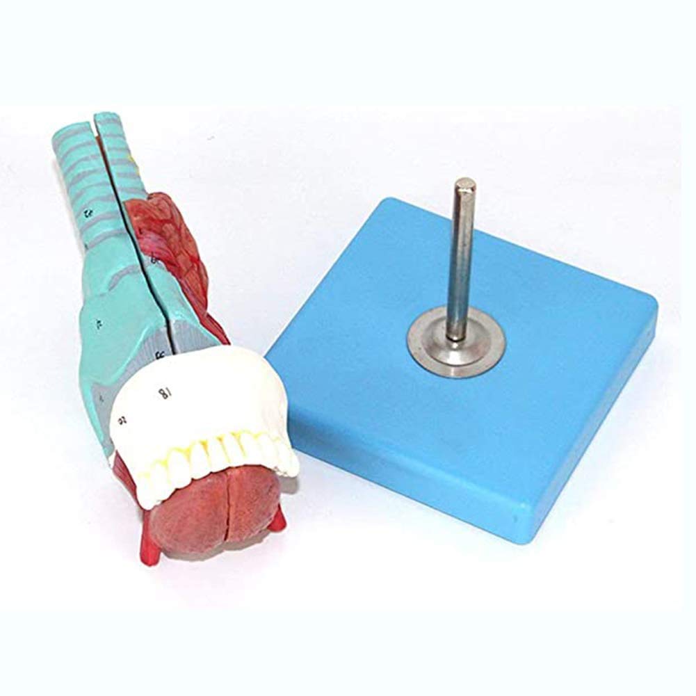 Modello di Lingua E Dente Laringeo Umano, Cartilagine Laringea, Giunzione Laringea, Muscoli Laringei E Laringe Scale Scala 1: 1 Progettata per L'Insegnamento
