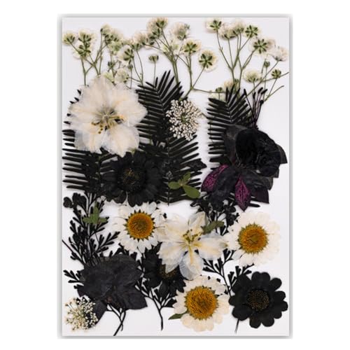 {̗tgp̉{Ǐ}[NGKgȓǏƑ̂߂̃hCt[{̑