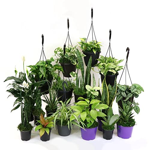 House Plant BUNDLE-LOW.LIGHT-4IN Low Light Plant Bundle