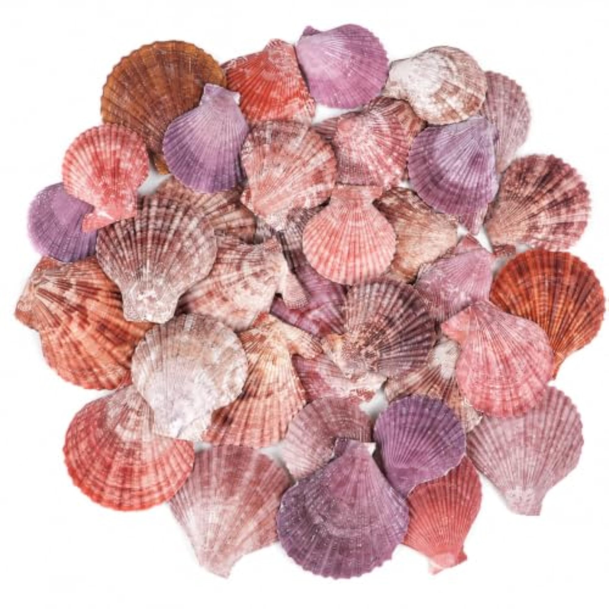 NIVIP Scallop Seashells for Aquarium and Craft Projects