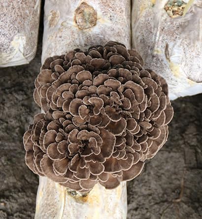 Miniatura 4 de Semillas Maitake Setas Setas Spawn Spawn Micelio para plantar No-GMO