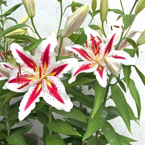 bulbi di gigli perenni resistenti, gigli degli alberi bulbi da fiore fiori da balcone i tuberi dei gigli sono resistenti piante in vaso per esterno fiori da giardino resistenti fiori 4pcs