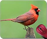 Office Mauspad Männlicher Nördlicher Kardinal Cardinalis Cardinalis Auf Einem Zaun Mit Grünem Hintergrund Mouse Mat Umweltfreundliche Gaming Mauspad Verschleißfest Office Mat Für Spiele Computer