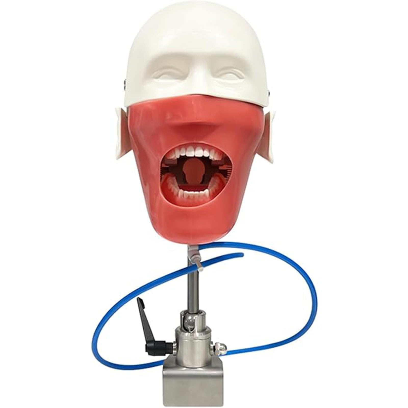 Modello Testa Simulatore Dentale Manichino Dentale Unità Simulatore Testa Con Montaggio Su Banco Adatto Per Dentisti Assistenti Dentali Formazione Odontoiatrica Strumento Formazione Pratica A