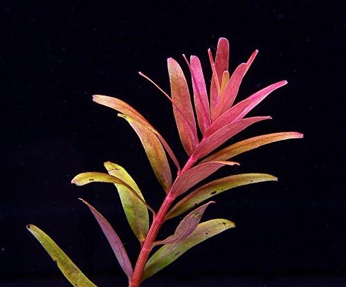 Rotala sp. 'Colorata' 1x Bunch - Live Aquarium Plant