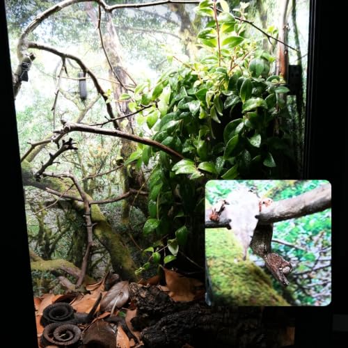 The Cage Interior for the Satanic Leaf-tailed Gecko