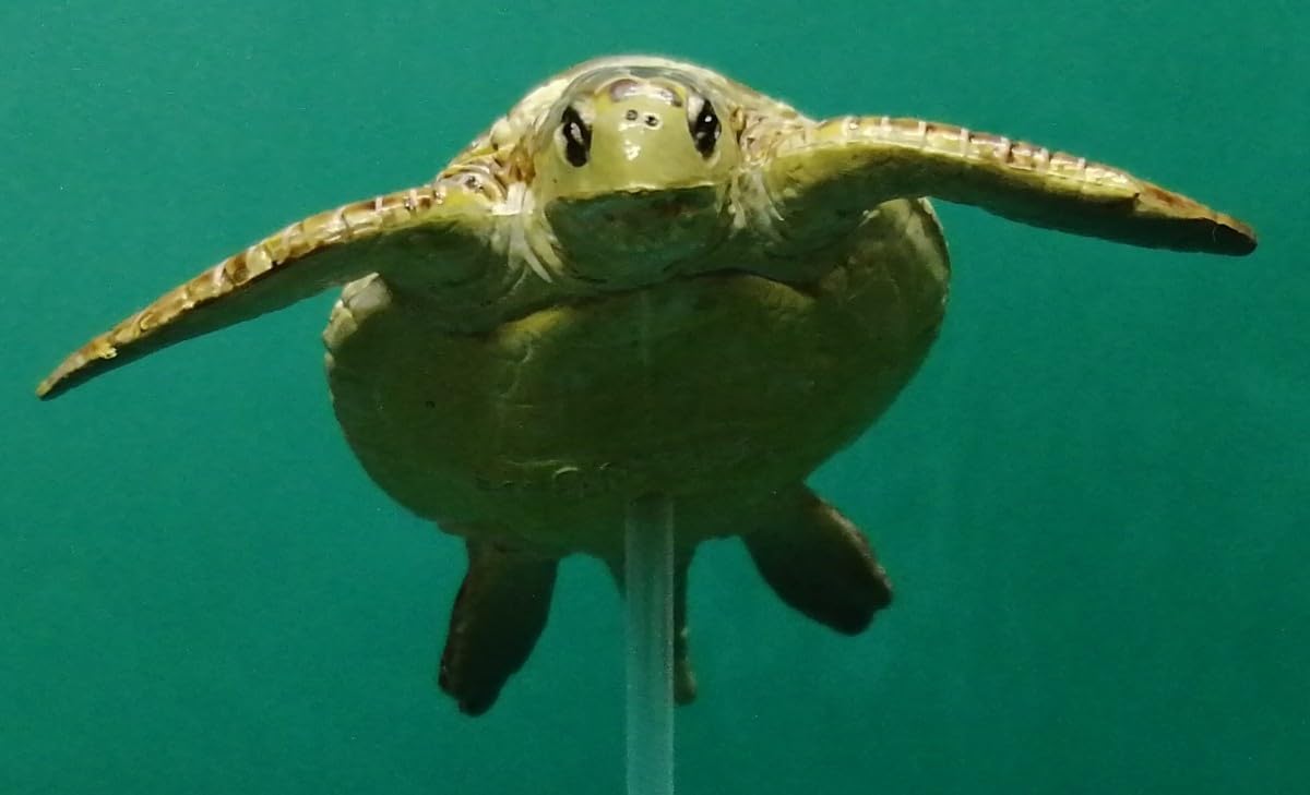 Amazon | ウミガメ 海亀 ヒメウミガメ OLIVE RIDLEY SEA TURTLE シー