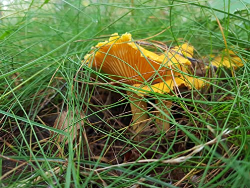 Forest Food Shop Pfifferlinge Getrocknet 50g – Handverlesen aus Wildwäldern, Luftgetrocknete Pilze, Bezogen von einem kleinen Familienunternehmen, Ideal zum Kochen und für Gourmet-Rezepte.