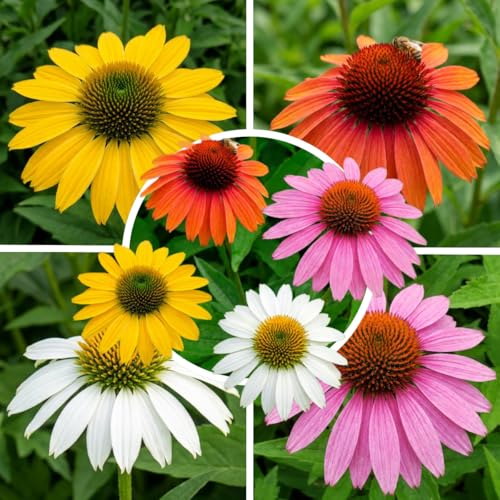 FLORIUM Echinacea Pflanzen Kollektion (10 Pflanzen) Mix aus 5 Sorten 2 von jeder Farbe winterhart und mehrjährig