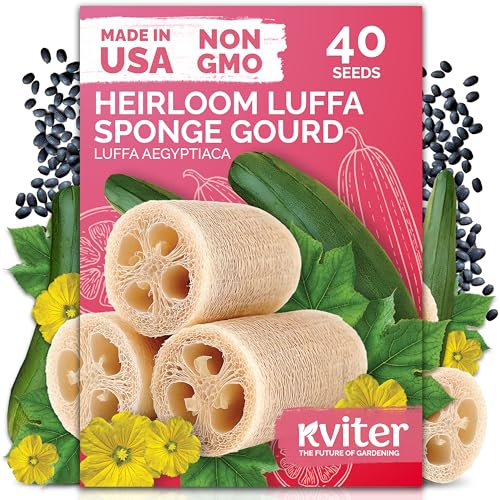KVITER 40 Luffa Seeds (Luffa Aegyptiaca) – Loofa, Loofah Sponge