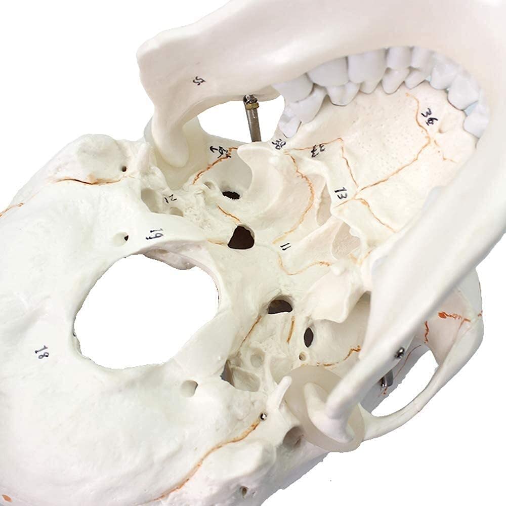 Model nauczania, naukowy zestaw modeli anatomii człowieka Logo czaszki czaszki Cyfrowy standardowy model medyczny model szkieletu ludzkiej czaszki Anatomia biologii