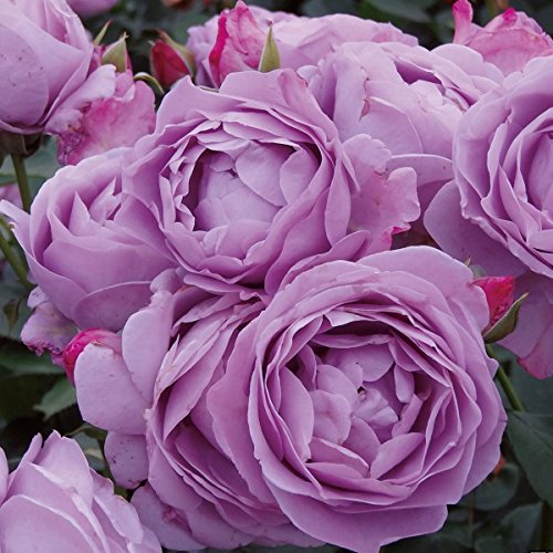 Amazon | バラ苗 【しのぶれど】 (大苗裸苗) フロリバンダ 四季咲き 中 Amazon | バラ苗 【しのぶれど】 (大苗裸苗) フロリバンダ 四季咲き 中