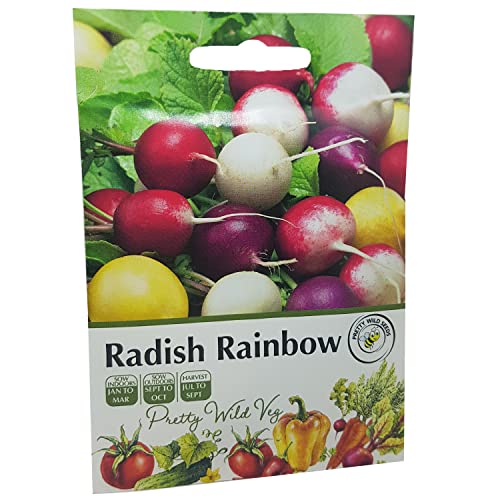 Radish Rainbow Seeds in Pictorial Packet from a UK Seller Amazing Variety Produces Red, Pink, White & Yellow Radishes