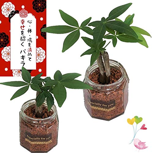 幸せを運ぶといわれている観葉植物【パキラ (ジャム瓶)2個セット】幸せを招く木 恋愛運アップ 仕事運アップ 金運アップ 商売繁盛 縁結び 新婚祝い 結婚記念日 誕生日 敬老の日 母の日 父の日 ギフト 風水 観葉植物 水耕栽培 おしゃれ インテリア ≪パキラ(ジャム瓶):2個≫ 幸せを運ぶといわれている観葉植物【パキラ (ジャム瓶)2個セット】幸せを招く木 恋愛運アップ 仕事運アップ 金運アップ 商売繁盛 縁結び 新婚祝い 結婚記念日 誕生日 敬老の日 母の日 父の日 ギフト 風水 観葉植物 水耕栽培 おしゃれ インテリア ≪パキラ(ジャム瓶):2個≫