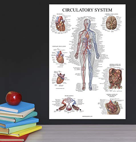 Image of Palace Learning Circulatory System Anatomical Chart - Vascular Anatomy Poster - (18 inch x 24 inch) (Pack of 2)