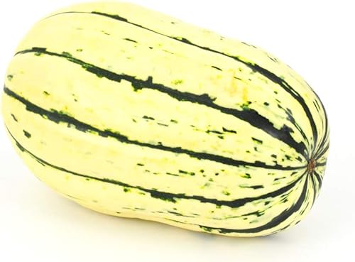 Miniatura 6 de Semillas de calabaza de invierno "Delicata" para plantar, más de 25 semillas tradicionales por paquete, semillas de jardín de Isla (semillas de