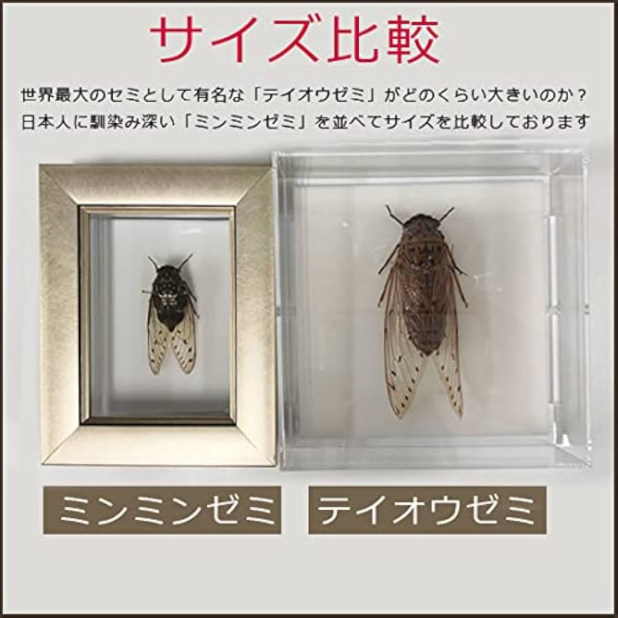 セミ レジン封入標本 テイオウゼミ セミ レジン封入標本 テイオウゼミ - メルカリ