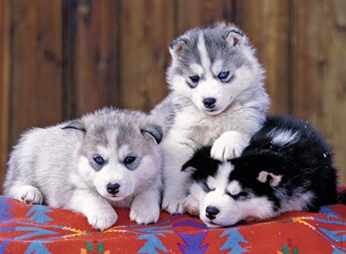Puzzle 200 pièces : Mignons huskies Ravensburger France - vue 4