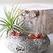 Designs by Nature Gems Handmade Carnelian Stud Earrings Sterling Silver, July Birthstone