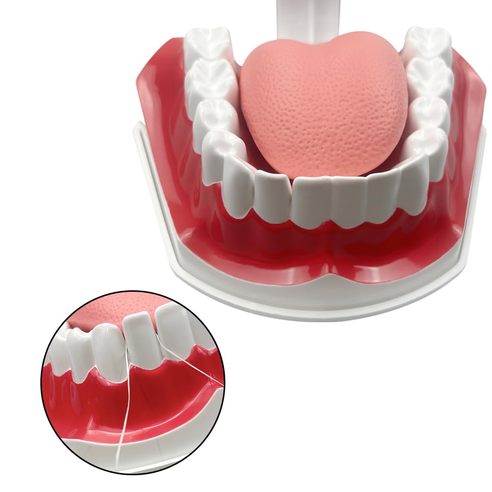 Youya Modèle de dents 2 fois de grandes tailles, modèle d'enseignement dentaire avec brosse à dents et langue pour enfants