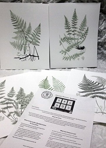 Fern Greenery Art Print Set Of 6 Unframed Sage Green Wall Art Decor #TOP4