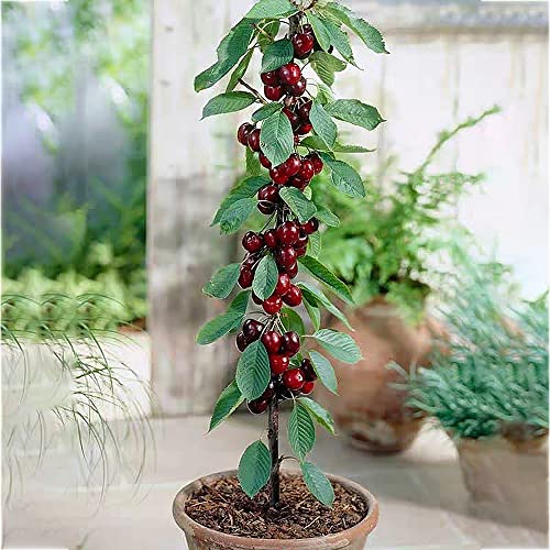 10 Unids Semillas de Cerezo Enano para Plantar Semillas de Plantas de Árboles Frutales en Macetas para Interiores y Exteriores para Jardín Fácil de Germinar Valor Ornamental