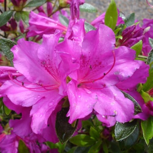 Rhododendron 'Blue Danube' - Evergreen Azalea Hardy Shrub for Borders & Containers - Year-Round Interest - RHS Award Winner – 1x 3 Litre Potted Plant by Thompson & Morgan