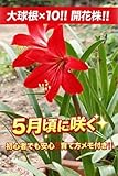 アマリリス球根10球セット 赤系 開花株 春咲き 5月頃 初心者OK