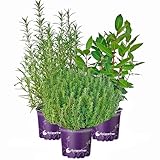 XL Kräuter-Set 'Toscana' echter Lorbeer - Rosmarin - Thymian
