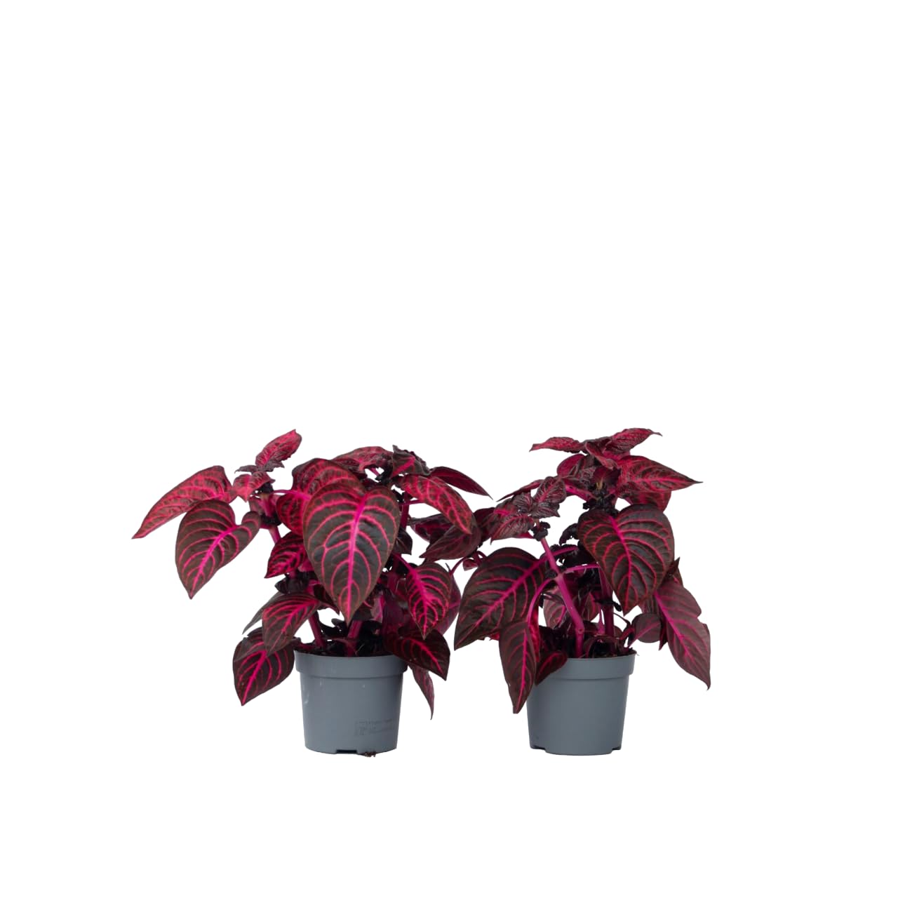 Iresine Herbstii Rouge au feuillage Sang-de-dragon éclatant | Deux plantes d'intérieur 13cm