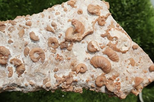 Image of Ammonites & Gastropods Plate Cretaceous Fossils Fossils from Morocco Fossil Rock ammonites Fossil from Morocco A209
