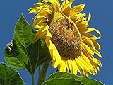 Mammoth Russian Sunflower - 30 Seeds, 7 Grams